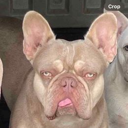 Ronaldo - French Bulldog