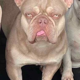 Ronaldo - French Bulldog