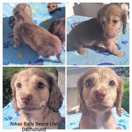 Dachshund Puppies from Nikas Baby Beanz LH Dachshunds