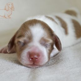Dachshund Puppies from LHC Dachshunds