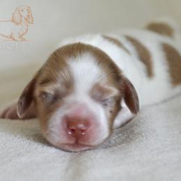 Dachshund Puppies from LHC Dachshunds
