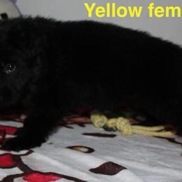 Yellow female - Black female German Shepherd puppy in Ann Arbor, Michigan from Von Der Havier German Shepherds