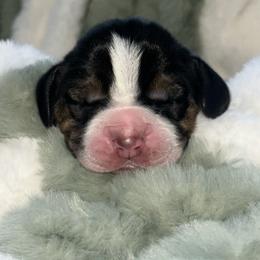 Rotisserie Chicken - Black white and brown male Basset Hound puppy in Logan, Utah from Cache Valley Bassets