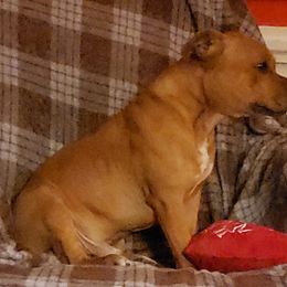 Bull Terrier and Staffordshire Bull Terrier Puppies from Courstaff Staffords