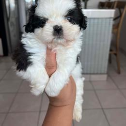 Oreo - Black and white male Shih Tzu puppy in Azusa, California from RJ Shih Tzu lover