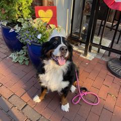 Helena - Bernese Mountain Dog