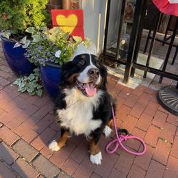 Helena - Bernese Mountain Dog