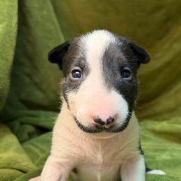 Valentina - Black brindle and white female Bull Terrier puppy in Colville, Washington from Mark My Words Bull Terriers