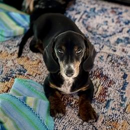 Princess - Black and tan female Dachshund puppy in Fredonia, Arizona from Desert Horizon Dachshunds