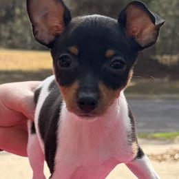 Female 2 - White black and tan female Toy Fox Terrier puppy in Liberty, Texas from Ashwind kennels