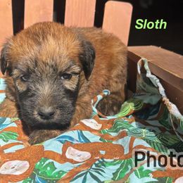 Sloth - Wheaten male Soft Coated Wheaten Terrier puppy in Gladewater, Texas from Felicias Swheaties
