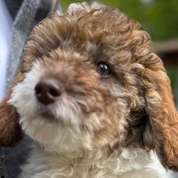 Girl 3 - Goldendoodle puppy from Sandy’s Goldendoodles