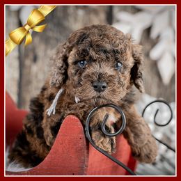 Potter - Merle male Cockapoo puppy in Connersville, Indiana from Deaz Doodle Ranch