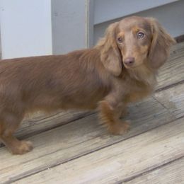 Dachshunds from Tradewind Dachshunds