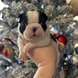 Remy - Brindle and white female Boston Terrier puppy in Powell, Tennessee from KP Pugs & Boston Terriers