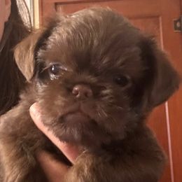 Chocolate rough - Brown female Brussels Griffon puppy in Boyd, Minnesota from Maze Brussels Griffons