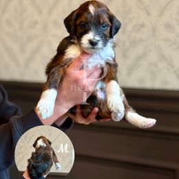 Cider - Sable male Bernedoodle puppy in Tulsa, Oklahoma from The Poodle Co. Raising Doodles & Poodles
