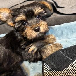 Nana male 1 - Black and gold male Yorkshire Terrier puppy in Gatesville, Texas from KontryKritterz Yorkies