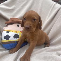 Woody - Golden rust male Vizsla puppy in Bloomington, Indiana from Envizion