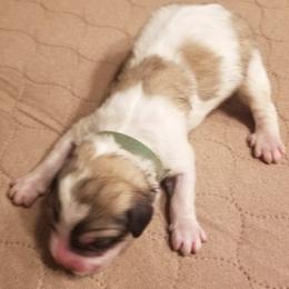 Light Blue Collar Boy - White and badger male Great Pyrenees puppy in Bon Aqua, Tennessee from Joel's Farm LLC