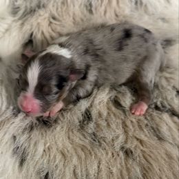 Male 2 - Blue merle male Toy Australian Shepherd puppy in Stephenville, Texas from Rockin J Lil Aussies