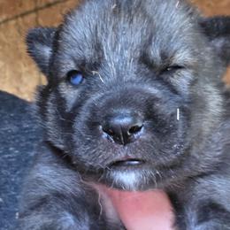 Girl 4 - Agouti and white female Siberian Husky puppy in Dover, Kentucky from Blevins Hill Top Huskies