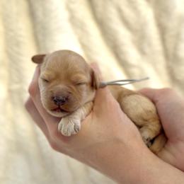 Grey - Blenheim female Cavapoo puppy in Arlington, Texas from Van Haselen Poodles and Doodles