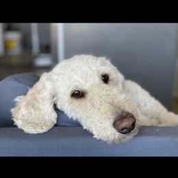 Rosie - Goldendoodle