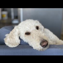 Rosie - Goldendoodle