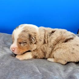Blue Collar RMM - Red merle male Miniature American Shepherd puppy in Lexington, Kentucky from Deuce's Den