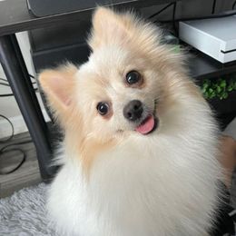 Rosie - Pomeranian