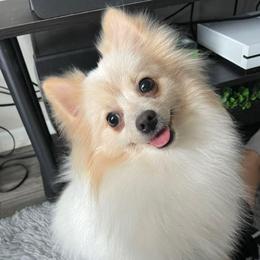 Rosie - Pomeranian