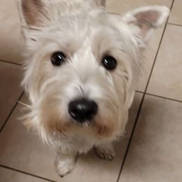 West Highland White Terrier All Grown Up from Touchdown Westies