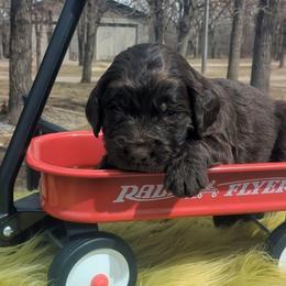 Nelson - male Newfypoo puppy in South Haven, Minnesota from Hidden Haven Poodles and Doodles