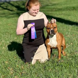 Diana - American Staffordshire Terrier