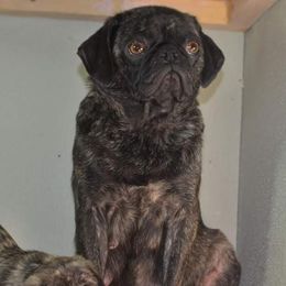 Pup - Pug
