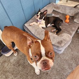 Boston Terrier Puppies from I Love Pups