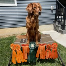 Rosie - Golden Retriever