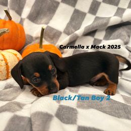 Black and Tan Boy 2 - Black and tan male Dachshund puppy in Aiken, South Carolina from Riverside Dachshunds