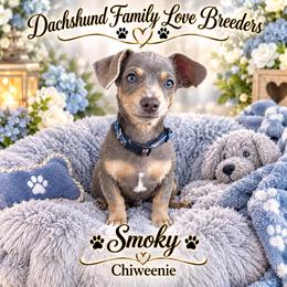 Smoky Baby - Fawn male Companion Cross puppy in Chino Valley, Arizona from Dachshund Family Love Breeders