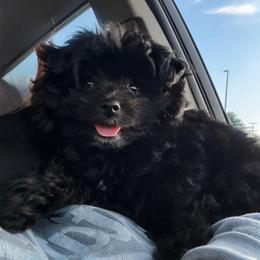 Coco Chanel - Black female Assorted Doodle Crosses puppy in Rossville, Georgia from Kendra’s Georgia Peach Pomapoos