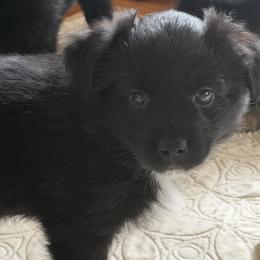 Lauren - Black female Australian Shepherd puppy in Flemington, New Jersey from Aislin Fields