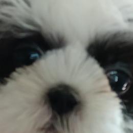 Shih Tzus from The Garrity Family Luxury Pet Boutique