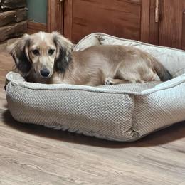 Finley - Dachshund