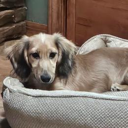 Finley - Dachshund