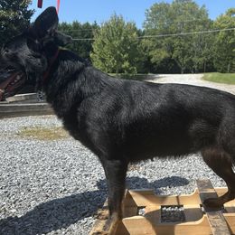 German Shepherds from Legendar Kennels
