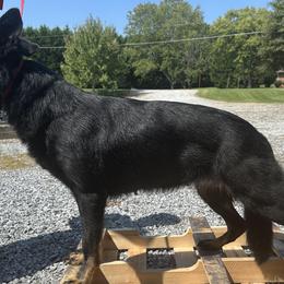 German Shepherds from Legendar Kennels