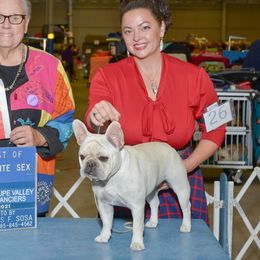 Dixie - French Bulldog