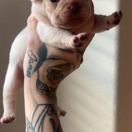 Hermes - White male French Bulldog puppy in Porter, Texas from Red Label Frenchies