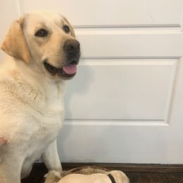 Lily - Labrador Retriever